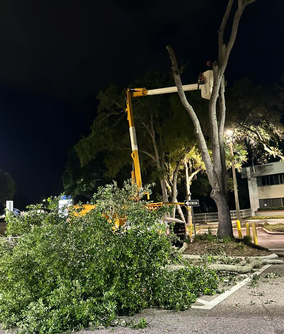 Affordable-Tree-Services