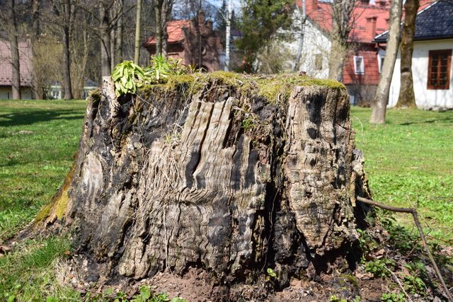 stump_grinding